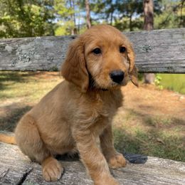 Purple girl AKA - Stella - Apricot female Goldendoodle puppy in Thomasville, Georgia from South Georgia Golden Doodle Ranch LLC