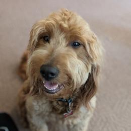 Penny - Goldendoodle