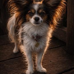 Bonnie - Papillon