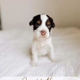 Coastal Maine - Tri-color male Australian Labradoodle puppy in Syracuse, Indiana from The Doodle Cove