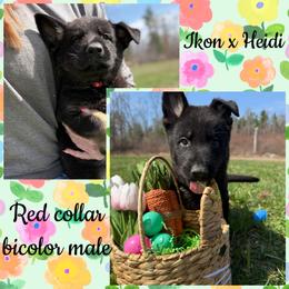Red Collar - Bi-color male German Shepherd puppy in Canterbury, Connecticut from Nachtwaechter German Shepherds, LLC