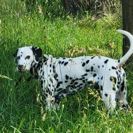 Houndoom - Dalmatian