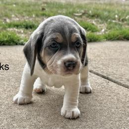 Gilly AKC - Blue tan and white male Beagle puppy in Rogersville, Missouri from Hales Little Beagle Haven