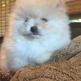 Pomeranians from Naomi's Pomeranians