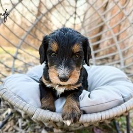 Lady - Phantom female Bernedoodle puppy in Wamego, Kansas from Doodles of Oz
