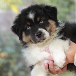 Jasper - Black tri-color male Australian Shepherd puppy in Olivehurst, California from Double M Aussies