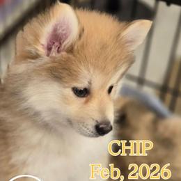 'CHIP' - Wolf sable male Pomsky puppy in Norfolk, Virginia from 'Brick'House Couture Pomskies