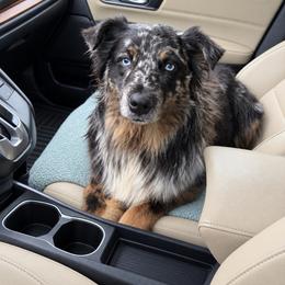 Iris - Blue merle female Australian Shepherd puppy in Nicholasville, Kentucky from Sugar Creek Aussies
