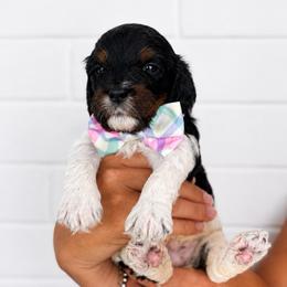 Oakley - Tri-color male Cavapoo puppy in Virginia Beach, Virginia from Son Kissed Puppy Co