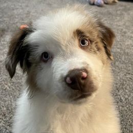 Australian Shepherds from Miradero Aussies