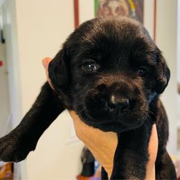Dottie - Black female Labrador Retriever puppy in Arlington, Iowa from Uncle Bucks Labrador Retrievers
