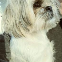 Faith - Shih Tzu