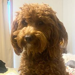 Cinnamon - Poodle