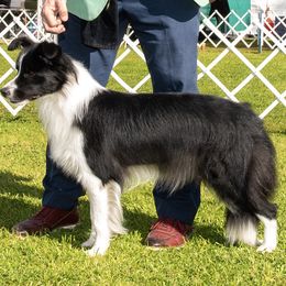 Border Collie puppies from Hijinx & Shenanigans Border Collies