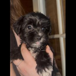 Cupid - Black male Morkie puppy in Aliquippa, Pennsylvania from The Morkie Mom