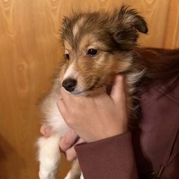 Eve - Sable and white female Shetland Sheepdog puppy in Nacogdoches, Texas from Dreamer’s Shelties