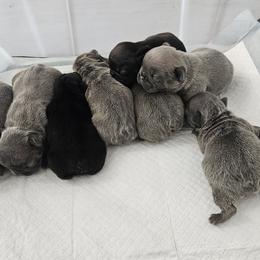 French Bulldog Puppies from All 8 Frenchies