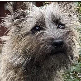 Bailey - Cairn Terrier