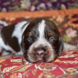 Tennessee - Liver white and tan female English Springer Spaniel puppy in Chapmansboro, Tennessee from Balthrop Bend Farms