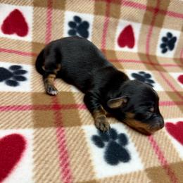 Boy 4 - Black and tan male Dachshund puppy in Laveen, Arizona from Acosta Kennels