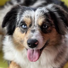Australian Shepherds, Miniature American Shepherds, Miniature Australian Shepherds, and Toy Australian Shepherds from JKKJ Farms
