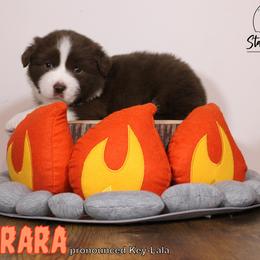 Australian Shepherd Puppies from Starlit Grove Australian Shepherds