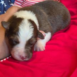 Hero - Tri-color male Border Collie puppy in Watsontown, Pennsylvania from Kate Gresham