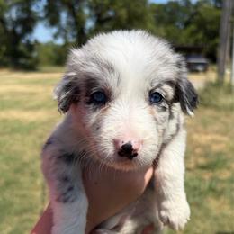 Girl 3 - Slate merle female Border Collie puppy in Shawnee, Oklahoma from Cross K Working Collies - Pure Bred Border Collies