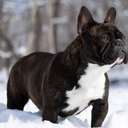 Star - French Bulldog