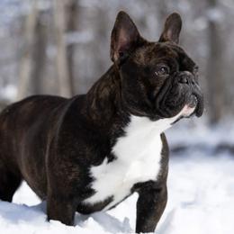 Star - French Bulldog