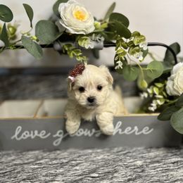 Depeche - White female Morkie puppy in Waldron, Arkansas from Kay’s Cutie Poos