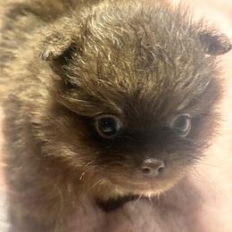 Coco - Chocolate and tan female Pomeranian puppy in Kansas City, Missouri from S&K Pomeranians