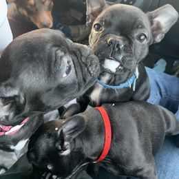 Boston Terrier and Companion Cross Puppies from Antelope Creek Frenchtons