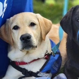 Labradoodles and Labrador Retrievers from Heeling House