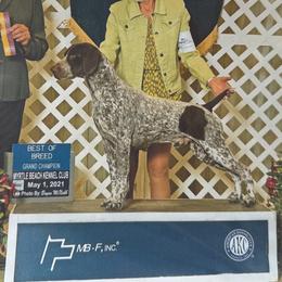 Rumor - German Shorthaired Pointer