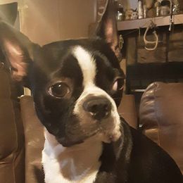 Anda - Boston Terrier