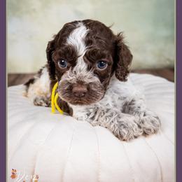 Leslie - Brown and white female Cockapoo puppy in Connersville, Indiana from Deaz Doodle Ranch