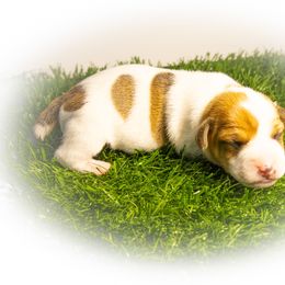 Russell Terrier Puppies from Diamond D Jacks
