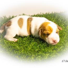 Russell Terrier Puppies from Diamond D Jacks