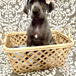 Great Dane Puppies from Lazuli Great Danes