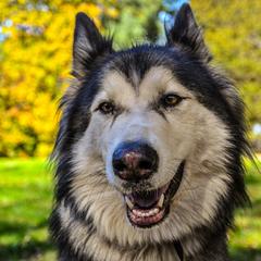Ahyoka - Native American Indian Dog