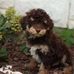 Hersey - Red tri-color male Aussiedoodle puppy in Orleans, Indiana from Mae Blossom Puppies