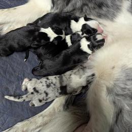 Australian Shepherd and Great Dane Puppies from AEW Farm