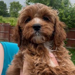 Merlot - Red and white male Cockapoo puppy in Connersville, Indiana from MoonShine Babies