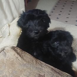 Bergamasco Sheepdog Puppies from Spellbound Bergamascos