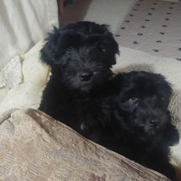 Bergamasco Sheepdog Puppies from Spellbound Bergamascos
