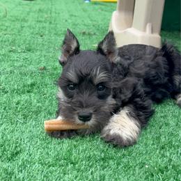 Toby - Salt and pepper male Miniature Schnauzer puppy in Atoka, Oklahoma from Boggy Depot Cavaliers & Friends