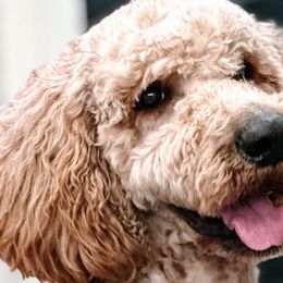 Bernedoodles and Poodles from WWBar Bernedoodles