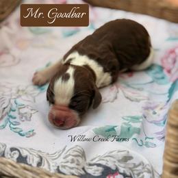 Mr. Goodbar - Liver white and roan male English Springer Spaniel puppy in Uvalda, Georgia from Willow Creek Farms