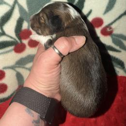 Ginny - Sable and white female Shetland Sheepdog puppy in Douglass, Texas from Dreamer’s Shelties